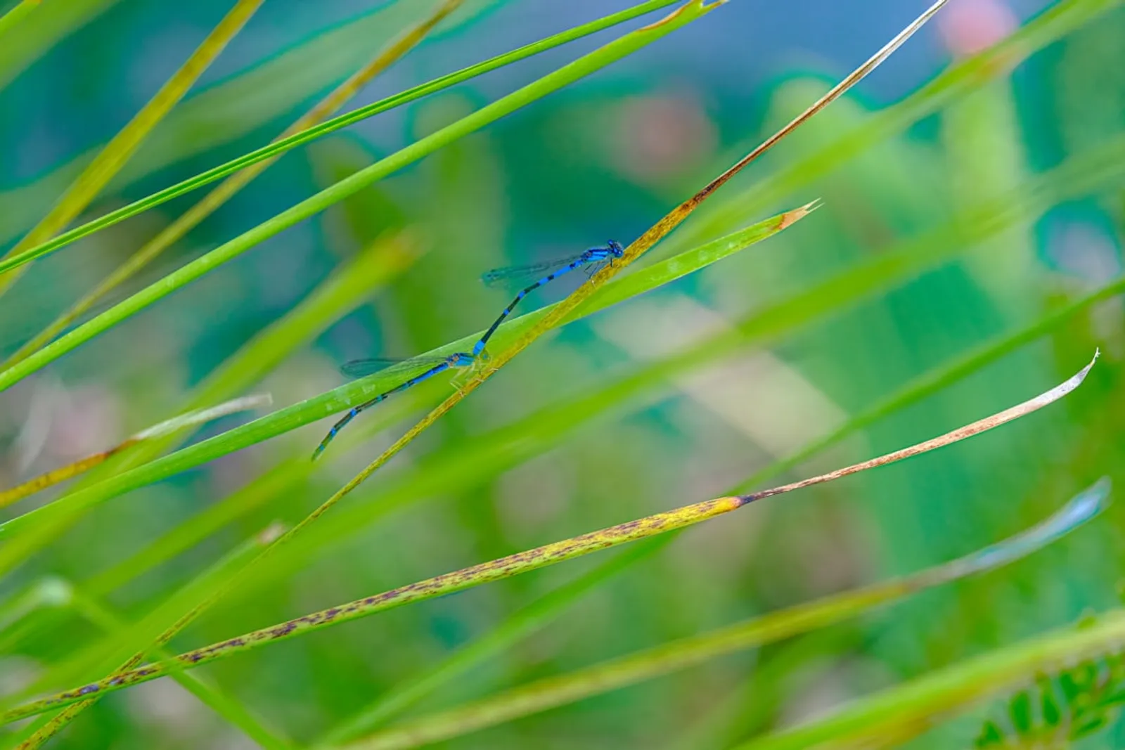 AdVran managed IT services in Escondido, California